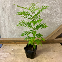 三段松 五葉松 樹齢11年 中品盆栽 鉢付き 盆栽 松工房 -Pine Workshop