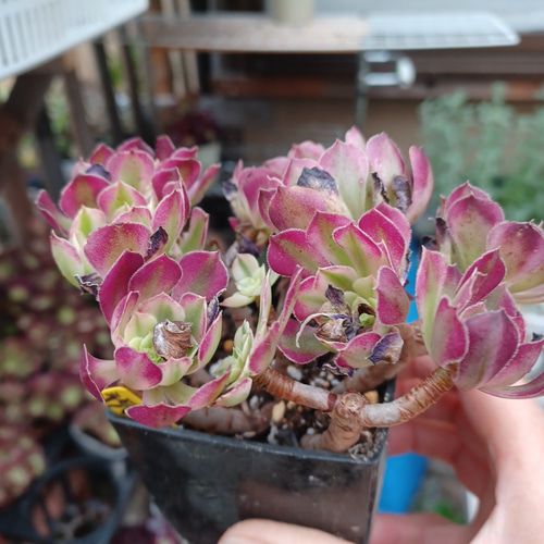 アエオニウム祝融 美苗ブーケ花束群生 多肉植物 taniku－maruko 通販