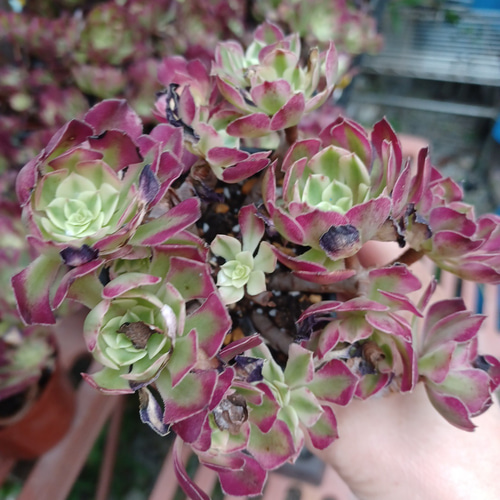 アエオニウム祝融 美苗ブーケ花束群生 多肉植物 taniku－maruko 通販