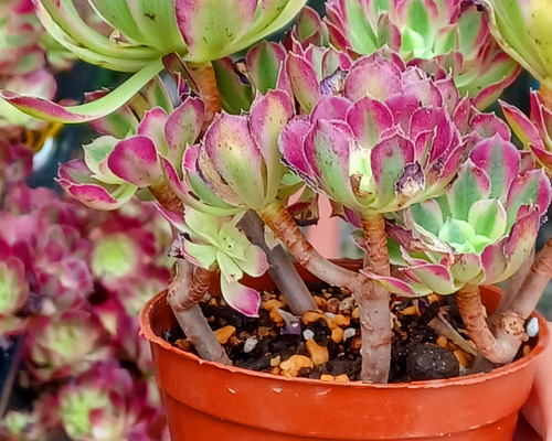 ①万白❤️アエオニウム　ブーケ　大6頭　群生　寄せ植え　多肉植物　カット苗