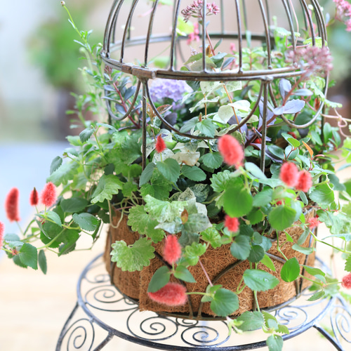 秋のギャザリング寄せ植え 収穫の秋系ギャザリング寄せ植え | アトリエ華もみじ | ブリ