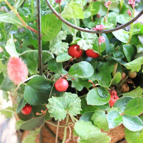 鳥籠の秋のお花・ギャザリング寄せ植え テラリウム 木の実と葉っぱ