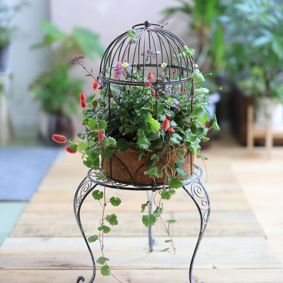 秋のギャザリング寄せ植え 秋のギャザリング苗入荷しました | アトリエ華もみじ | ブリ