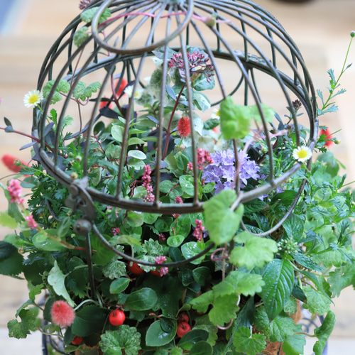 秋のギャザリング寄せ植え flower（ファッション） 限定3鉢限り 送料無料 秋の