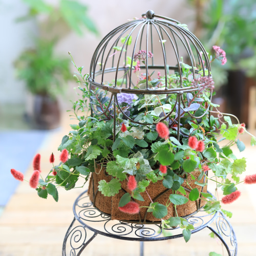 鳥籠の秋のお花・ギャザリング寄せ植え テラリウム 木の実と葉っぱ