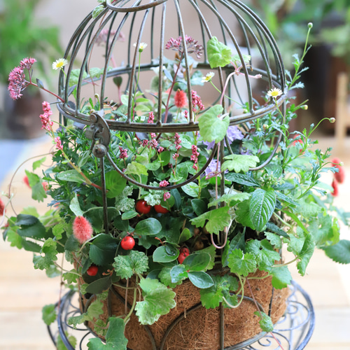 鳥籠の秋のお花・ギャザリング寄せ植え テラリウム 木の実と葉っぱ