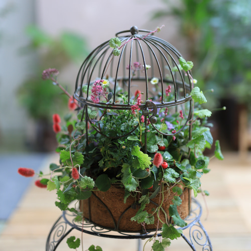 秋のギャザリング寄せ植え 鳥籠の秋のお花・ギャザリング寄せ植え テラリウム 木の実と葉っぱ