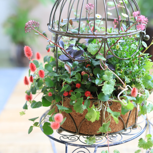 鳥籠の秋のお花・ギャザリング寄せ植え テラリウム 木の実と