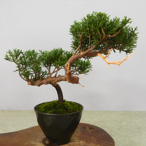 ☆ENGEI ichioki☆真柏・小品盆栽・22◇形良好な一品です◇ その他