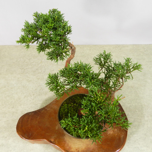 ☆ENGEI ichioki☆真柏・小品盆栽・22◇形良好な一品です◇ その他