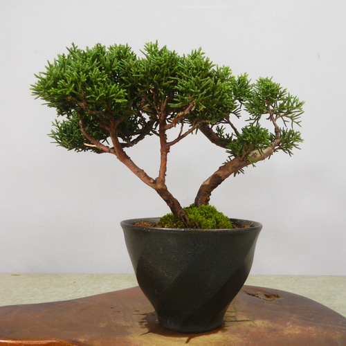 ☆ENGEI ichioki☆真柏・小品盆栽・23☆形良好な一品です☆ その他