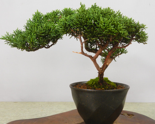 【小品　真柏盆栽】　　　　　　⭕良質お薦め品❗ ☆ENGEI ichioki☆真柏・小品盆栽・23☆形良好な一品です☆ その他