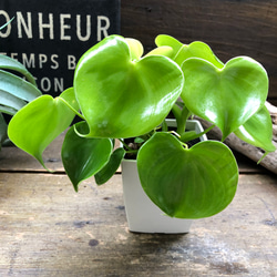 ［現品］29番　創樹　オリーブ　マンザニロ　7号　観葉植物　オリーブの木　人気 現品］29番 創樹 オリーブ マンザニロ 7号 観葉植物 ベランダ