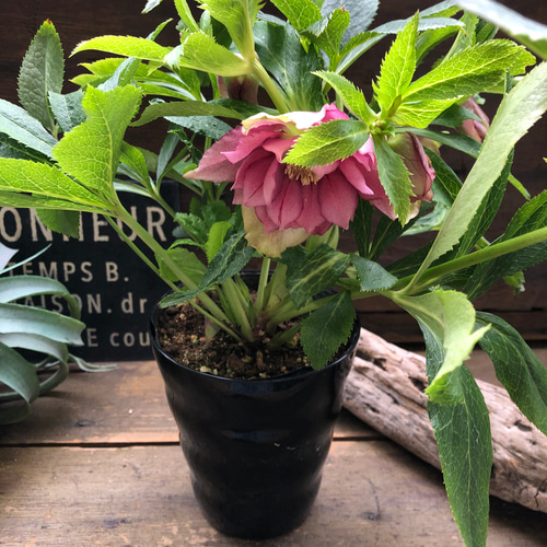 希少♡vivエレナ♡クリスマスローズ♡開花♡ガーデニング アート