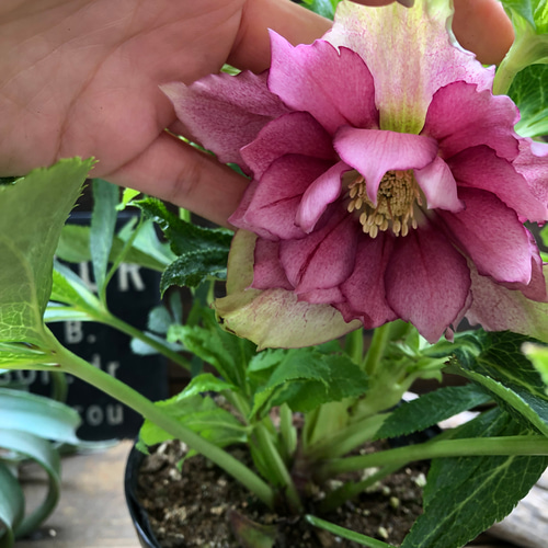 ☘️ スペシャルイベント☘️ラスト2☘️371 ❤️超希少【カメレオン】クリスマスローズ 希少♡vivエレナ♡クリスマスローズ♡開花♡ガーデニング アート