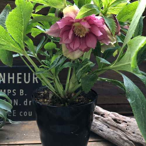 希少♡vivエレナ♡クリスマスローズ♡開花♡ガーデニング アート