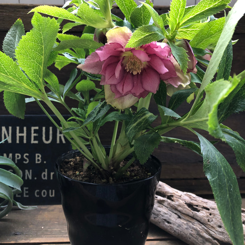 希少♡vivエレナ♡クリスマスローズ♡開花♡ガーデニング アート