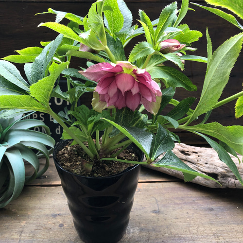 希少♡vivエレナ♡クリスマスローズ♡開花♡ガーデニング アート