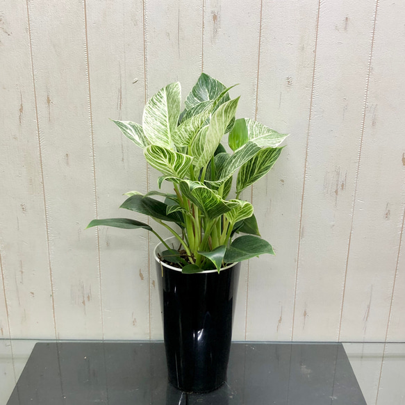 株立ち Philodendron 'Birkin' フィロデンドロン バーキン 鉢カバー