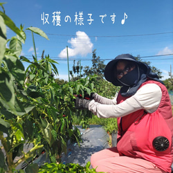 簡単便利【10種類の乾燥野菜Mix500g】  自然の美味しさ 無添加 無着色 砂糖不使用 10枚目の画像