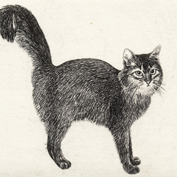 シッポの大きな猫/銅版画(額カラー・黒/あり） 5枚目の画像