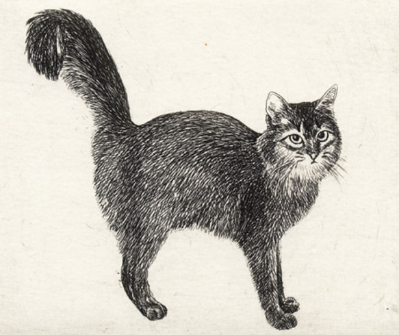 シッポの大きな猫/銅版画(額カラー・黒/あり） 5枚目の画像