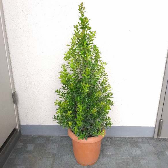 現品】希少樹形 姫柊 ヒメヒイラギ 悪い気を除く木 縁起良い観葉植物