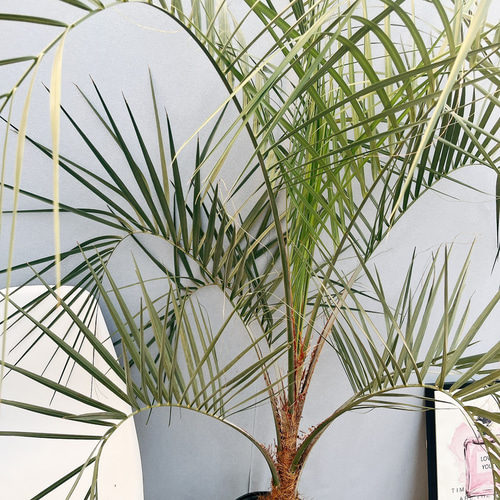 N*a様 ソテツ 極太株 南国リゾート風 鉢付き 観葉植物 インテリアに最適 楽天市場】【一点もの】ソテツ 蘇鉄 9号 樹高1.2x1.0m(鉢底から