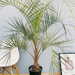 71b96e16ad55c7cba1ec975e2fee17