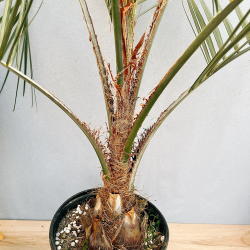 ココスヤシ（巨大サイズ株）インテリア用 71b96e16ad55c7cba1ec975e2fee17