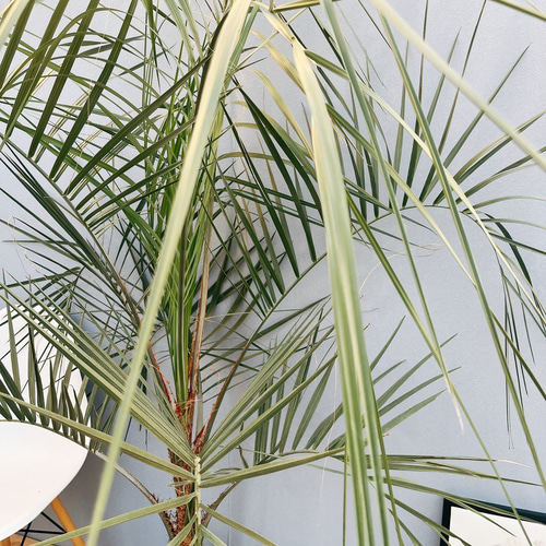 現品］ボリューム満点！ ココスヤシ 9号 観葉植物 大型 室内 屋外 南国