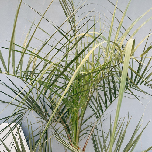 現品］ボリューム満点！ ココスヤシ 9号 観葉植物 大型 室内 屋外 南国