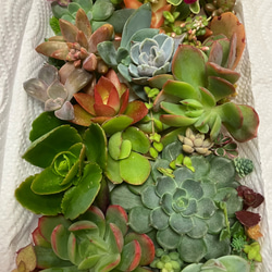 L】多肉植物エケベリア6苗セット☆おひとり様でも寄せ植えにも