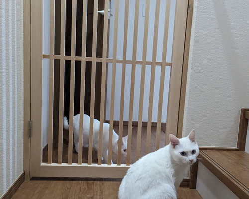 オーダーメイド】ネコちゃん脱走防止ドア ハウス・小屋
