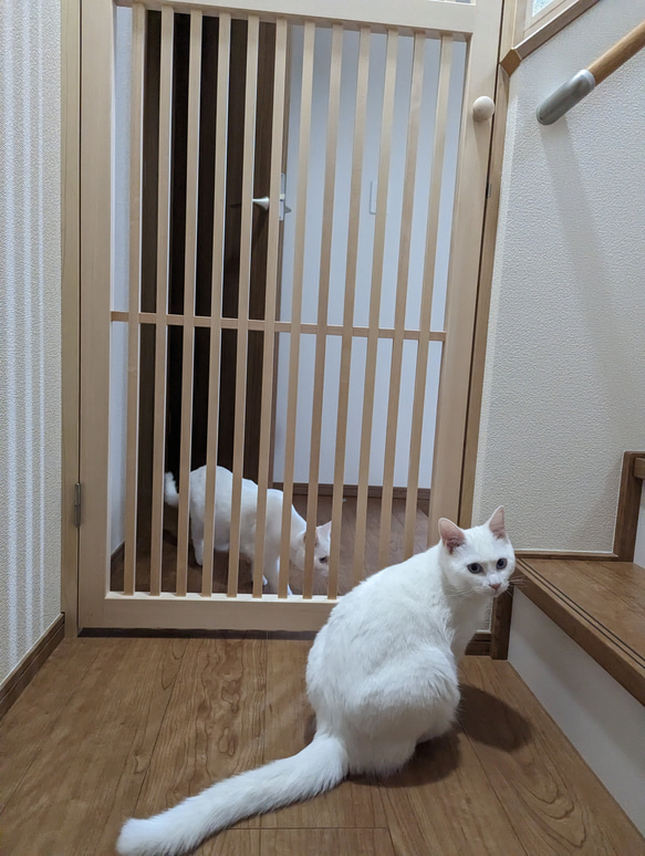 【メーカー包装済】 オーダーメイド】ネコちゃん脱走防止ドア ハウス・小屋 その他