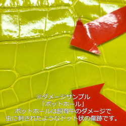 ワニ革 グレージング(艶) レモンピール（白鞣し）「長財布向け」No.CM0021(5703) 8枚目の画像