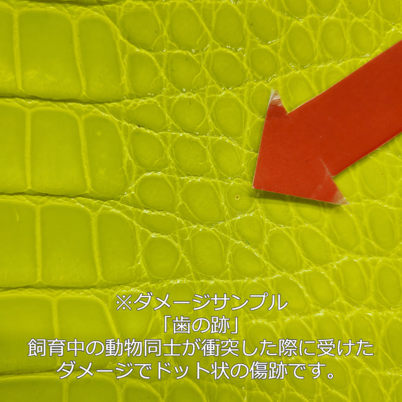 ワニ革 グレージング(艶) レモンピール（白鞣し）「長財布向け」No.CM0021(5703) 10枚目の画像