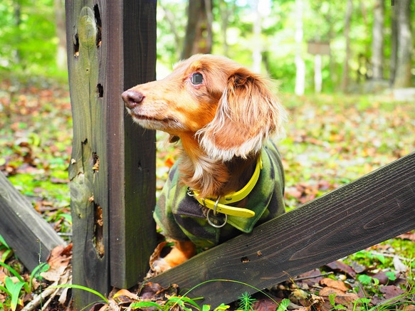 犬服　自然と一体化するフリースのボタン付き迷彩シャツ 6枚目の画像