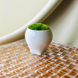 苔鉢　＜姿が美しい　こけ鉢　豆盆栽　白磁＞ 1枚目の画像