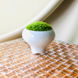苔鉢　＜姿が美しい　こけ鉢　豆盆栽　白磁＞ 1枚目の画像