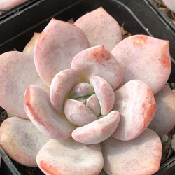 か*ん様 H555　粉花妖（ふんかよう）　16株　抜き苗　多肉植物 エケベリア 16株の抜き苗セット】粉花妖（ふんかよう） 多肉植物 佐川急便