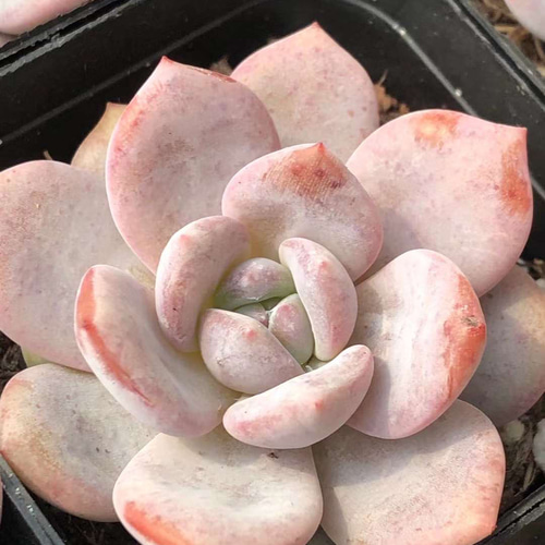 新品種 多肉植物 エケベリア 粉恋 5cm 抜き苗 1株 多肉植物 愛多肉-(AI-TANIKU) 通販|Creema(クリーマ) 16672304 新品種 多肉植物 エケベリア 粉恋 5cm 抜き苗 1株 多肉植物 愛多肉-(AI-TANIKU) 通販|Creema(クリーマ) 16672304