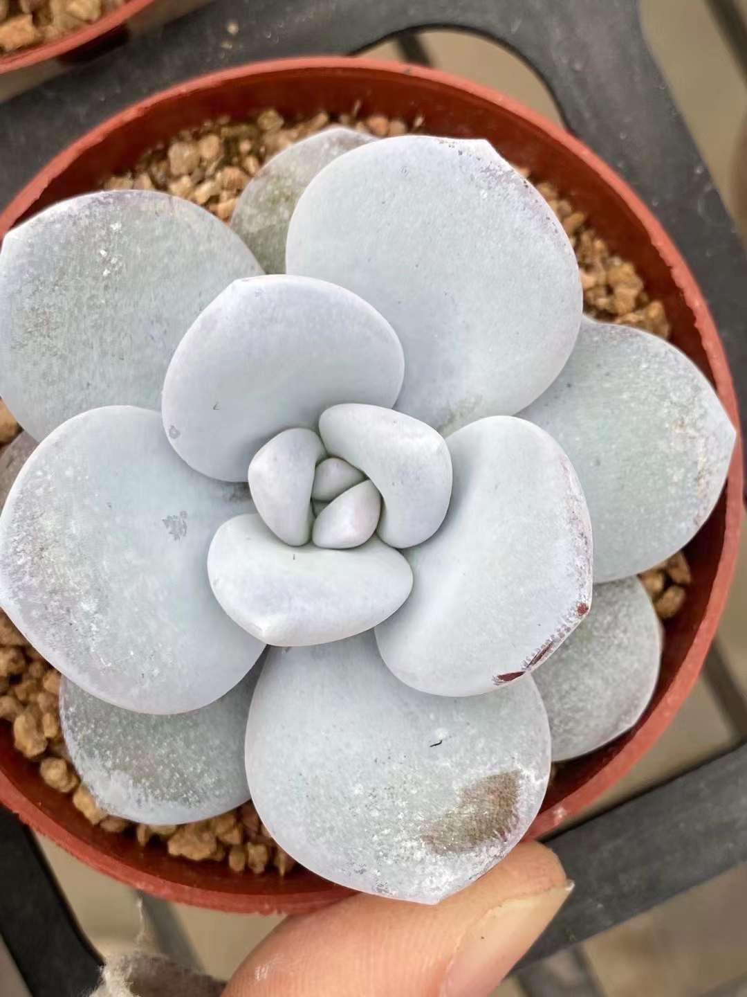 ハートデライト❤️抜き苗 瘤系 レア 多肉植物 エケベリア 結ん