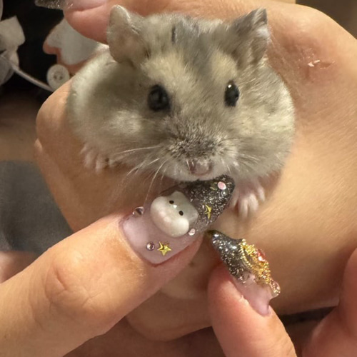 愛ペットネイルパーツ ペットネイル 3Dネイルパーツ ハンドメイド