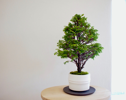 ツリー盆栽｜八房桧｜クリスマスツリー 盆栽 bonsaikiki 通販 16672669