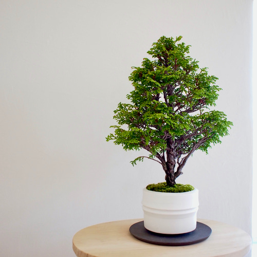 ツリー盆栽｜八房桧｜クリスマスツリー 盆栽 bonsaikiki 通販