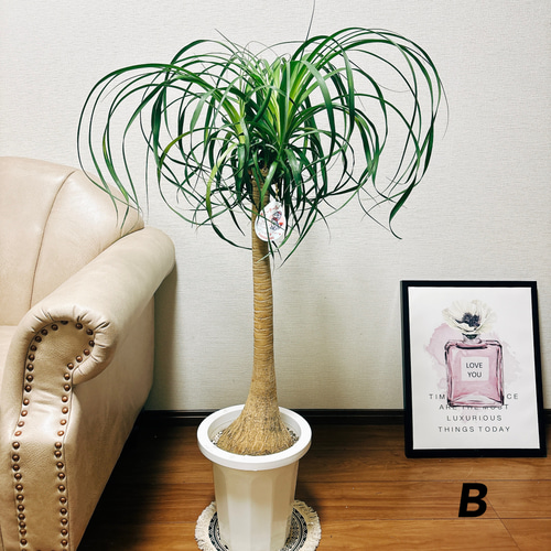 現品］トックリラン ポニーテール 8号 ノリナ 観葉植物 室内