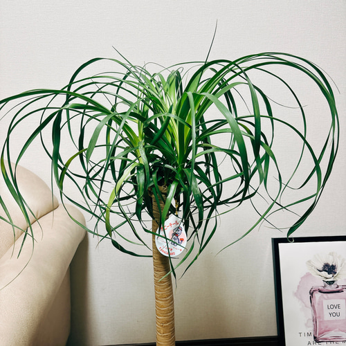現品］トックリラン ポニーテール 8号 ノリナ 観葉植物 室内 大型 プラ