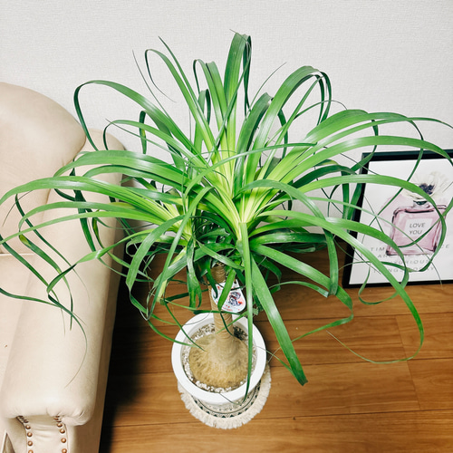 現品］トックリラン ポニーテール 8号 ノリナ 観葉植物 室内 大型 プラ