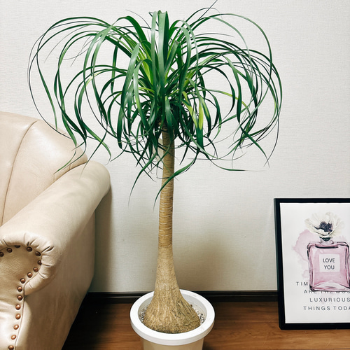 現品］トックリラン ポニーテール 8号 ノリナ 観葉植物 室内 大型 プラ